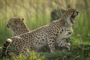 Cheetah lies yawning on mound beside another