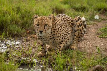 Cheetah lies by grassy puddle eyeing camera
