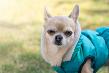  Funny Winking Chihuahua  dog on background with copy space .  Dog  Advertising and sale concept