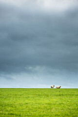 Two sheep on a grassy field with a overcast sky