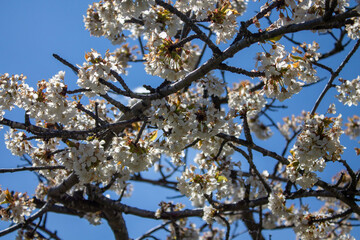 Spring flowers and landscapes in northern Spain