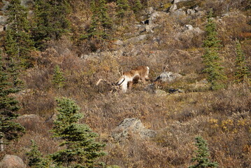 Caribou in National Park Denali, Alaska