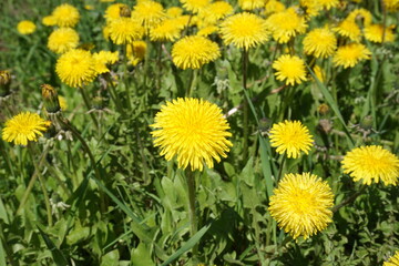 Glade with many dandelions lit by the sun.