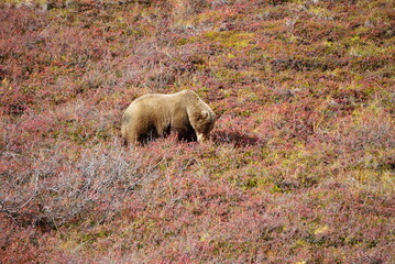 Big brown Bear looking for berries, National Park Denali, Alaska