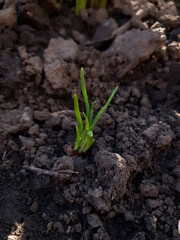 green sprout