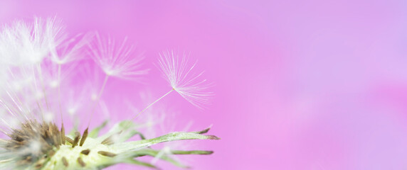 Pappus of a dandelion seed with blurred pink background. 