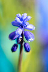 Macro photography Grape hyacinth flower with blurred background. 