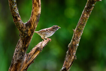 White Throated Sparrow Perched In Tree-0902