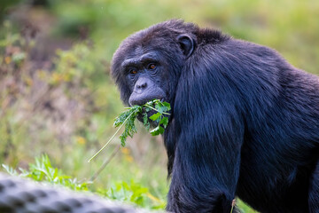 A monkey  chewing a fresh parsley and eating .Background yellow green leaves.