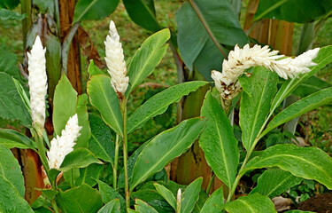 Beautiful white alpinia purpurata flowers