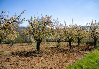Fototapeta na wymiar Spring flowers and landscapes in northern Spain