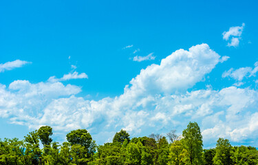 Fresh green trees and blue sky.