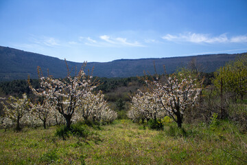 Spring flowers and landscapes in northern Spain