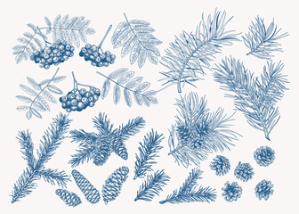 Collection with winter plants. Blue and white.