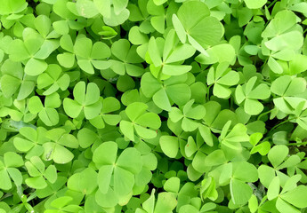 Green leaves background / the natural wall texture. Close-up