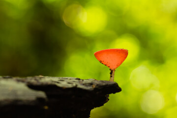 Fungi cup red Mushroom Champagne Cup Found in the rain forests of central Thailand.