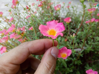 Hand Hold Portulaca grandiflora. Portulacaceae. Also known as rose moss, Mexican rose, moss rose, sun rose. close up.