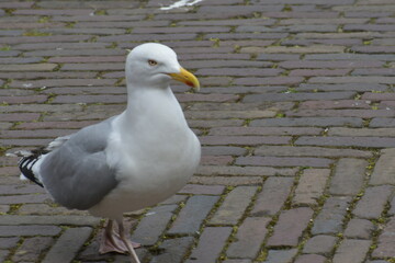 seagull on the pier