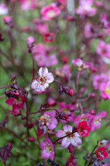 Little pink, purple and red flowers of Saxifraga Arendsii 'Purpurteppich' flowers in a garden. Often grown in rock background. Narrow depth of field, focus on the white flower