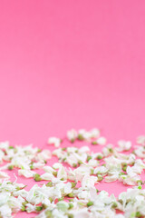 분홍배경에 뿌려진 꽃잎과 카피공간