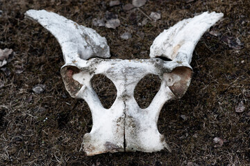 Pelvic Bone of a Horse reminiscent of an Alien Creature or even the Devil with Horns.