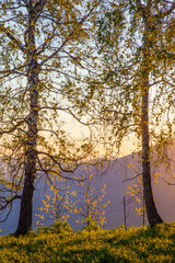 Birch trees on the background of the dawn sky