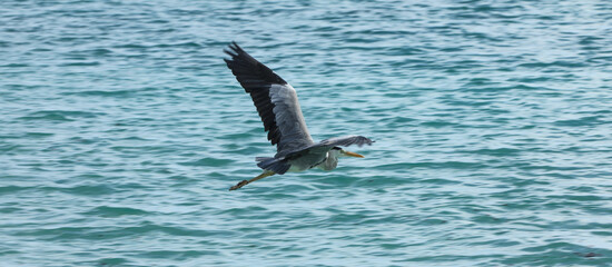 heron flying in the Indian Ocean