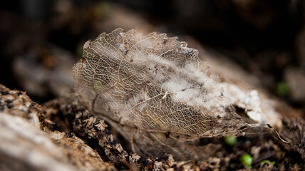 Skeletonized tree leaf, beautiful and fragile