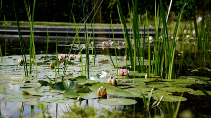 Seerosen und Schilfstiehle auf einem See mit geöffneter Seerose in der Mitte