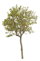 Obraz premium tree isolated on white background