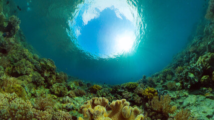 Tropical Underwater Colorful Reef. Tropical underwater sea fish. Philippines.