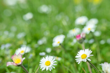 Obraz na płótnie Canvas Closeup into a meadow of daisy flowers (Bellis perennis). Focus on the right flower.