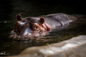 hippo climbs out of the water