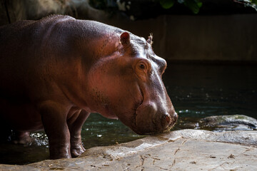 hippo climbs out of the water