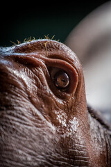 hippo eye from zoo garden