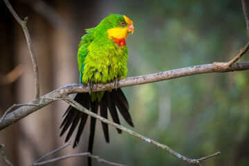 beautiful parrot on a branch