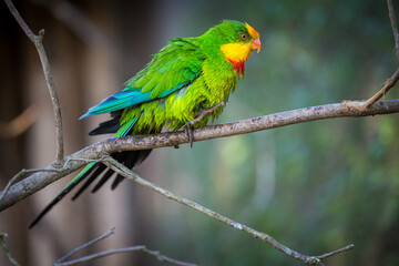 beautiful parrot on a branch