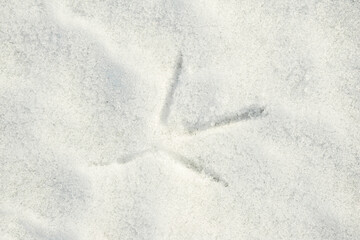 Animal footprints on white snow.