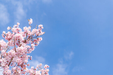 桜と青空