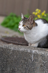 可愛い猫　キジトラ白