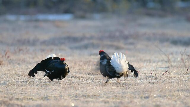 Two Black grouses fight on the bog during mating season. Spring mating season in the nature. Wildlife scene from Finland.