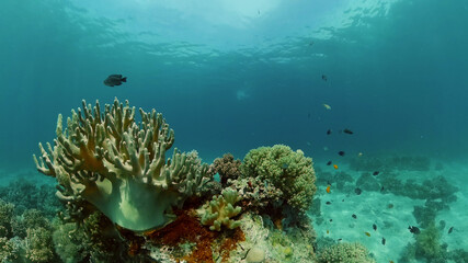 Naklejka na ściany i meble Tropical coral reef. Scene reef. Marine life sea world. Underwater fish reef marine. Philippines.