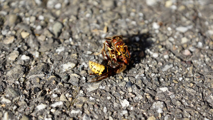 Nahaufnahmen vom Beschädigungskampf zwischen Hornissen die aneinander beknabbern, Fühlerkontakt