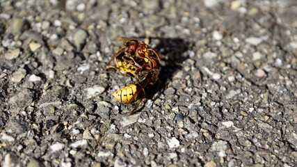 Nahaufnahmen vom Beschädigungskampf zwischen Hornissen die aneinander beknabbern, Fühlerkontakt