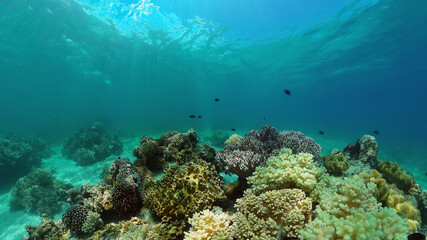Colourful tropical coral reef. Scene reef. Seascape under water. Philippines.
