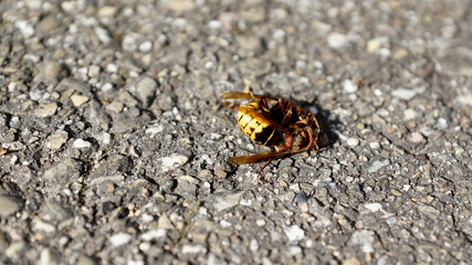 Nahaufnahmen vom Beschädigungskampf zwischen Hornissen die aneinander beknabbern, Fühlerkontakt
