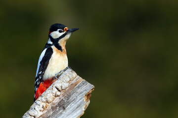The great spotted woodpecker (Dendrocopos major) on the dry trunk with green background. Black and white European woodpecker with red nape and green background.