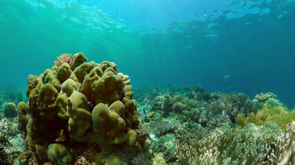 Scene reef. Marine life sea world. Underwater fish reef marine. Philippines.