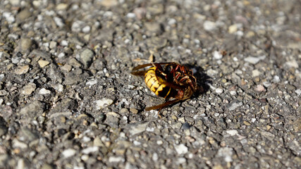 Nahaufnahmen vom Beschädigungskampf zwischen Hornissen die aneinander beknabbern, Fühlerkontakt