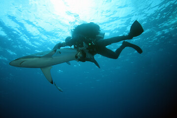 Silky shark (Carcharhinus falciformis) floating just below the surface of a slightly wavy sea with...
